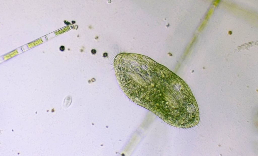 Oxytrichidae in divisione